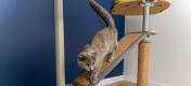 Chat sur Freestyle plateforme d'arbre à chat d'intérieur, du sol au plafond, avec sisal remplaçable