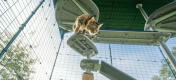 Chat sur Omlet Freestyle arbre à chat extérieur plateforme intérieure Omlet catio