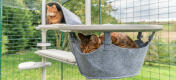 Un chat qui dort dans le hamac et un autre chat qui joue dans la tanière de l’arbre à chat d’extérieur Freestyle