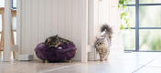 Chats dans une cuisine, l'un d'eux dormant dans un lit pour chat en forme de beignet violet Maya 