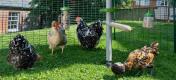 Quatre poulets dans un poulailler Omlet walk in chicken run with a Omlet Poletree customisable chicken system