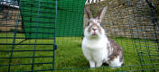 Vos lapins seront ravis de passer du temps dans l'enclos spacieux et sécurisé de leur Eglu Go