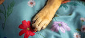 Gros plan d'une patte sur un imprimé de lit pour chien en sauge gardenia.