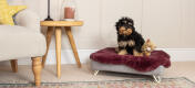 Topology lit pour chien