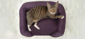Vue de dessus d'un chat assis sur un lit à traverses en mousse à mémoire de forme pour chats violets