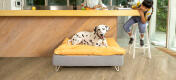 Dalmatien couché sur Omlet Topology lit pour chien avec pouf et pieds en épingle à cheveux blancs