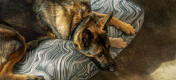 Berger allemand sur un coussin doux et élégant Omlet lit pour chien