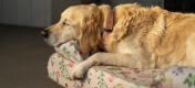 Golit pour chien en forme de traversin fleuri avec un chien de race lden retriever