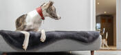 Chien couché dans le lit pour chien Topology et autre chien jouant autour