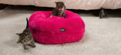 Chatons qui joue dans un panier pour chat rose bonbon ultra doux Maya donut