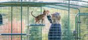Un homme et son chat à l’intérieur d’un enclos profitant de l’arbre à chat d’extérieur personnalisé