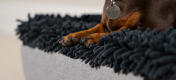 Topology lit pour chien