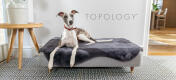 Lévrier se reposant dans le Topology lit surélevé moderne pour chien