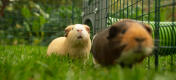 Deux cochons d'inde à l'intérieur d'un parc relié à un tunnel Zippi.