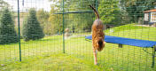 Chat sautant en bas de Omlet bleu tissu extérieur étagère pour chat dans catio extérieur