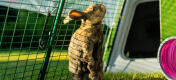 Lapin debout à l'intérieur du clapier Eglu Go .