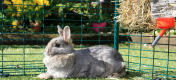 Les lapins, petits et grands, adoreront jouer et se reposer dans leur Grand Enclos anti-prédateur