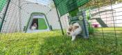 Lapins jouant dans leur clapier vert Eglu Go et leur parcours avec Zippi tunnel attaché