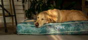Retriever se reposant sur un coussin confortable et élégant Omlet lit pour chien