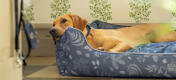 Retriever reposant sa tête sur le lit de soutien pour chiens en filet Omlet 
