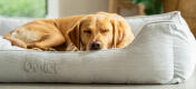Un retriever dormant sur un grand lit pour chien en velours côtelé de couleur gris galet.