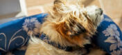 Terrier se relaxant sur un lit pour chien Omlet bolster