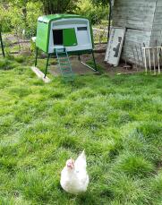 Grand poulailler installé dans l'enclos : les poules se sentent bien 