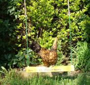 Un poulet polonais orange et noir sur une balançoire à poulet jaune