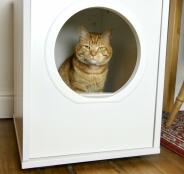 Un chat orange assis dans sa petite maison blanche