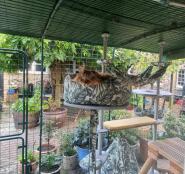 Un chat se repose dans le lit nid de chat, attaché à l'arbre à chat extérieur Freestyle.