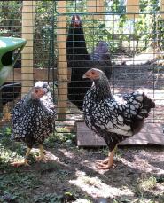 Deux poulets wyandotten dehors dans un jardin