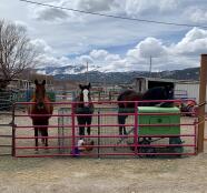 Les chevaux se tenaient à côté d'un grand poulailler vert, avec des poulets à l'extérieur.