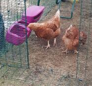 Nos poules préfèrent manger et boire dans les auges Omlet 