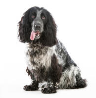 Cocker spaniel anglais