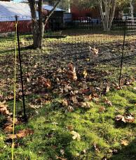Un exemple de clôture à poules dans un jardin