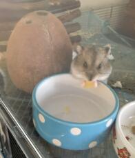 Hamster mangeant de la nourriture dans son bol