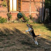 Un beagle noir, brun et blanc dans un jardin sautant en l'air pour attraper une balle