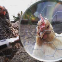 Curiosité de poulet