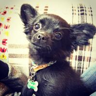 Chiot Chihuahua à poil long noir.