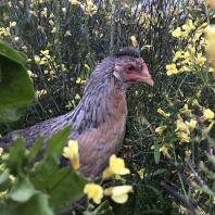 Sheila, le legbar crème, en balade dans le jardin