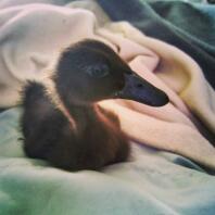 Notre Cayuga Ducking. Boucle