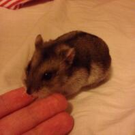 Hamster mangeant une friandise sur sa main