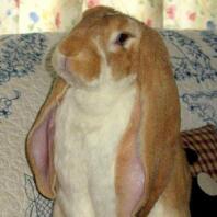 Lapin à longues oreilles posant