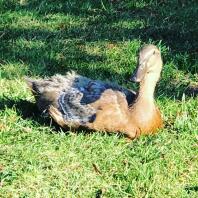 Un canard brun et blanc assis sur l'herbe au soleil