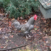 Alerte Coq gris écossais.