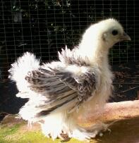 Poussin Frizzle