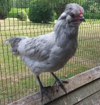 Arucana Cockerel 13 semaines - difficile à identifier s'il s'agit d'une poule ou d'un coq jusqu'à ce qu'ils chantent!