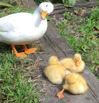 Appeler maman et bébé canard