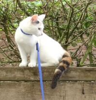 Chat blanc et brun en laisse assis sur un mur