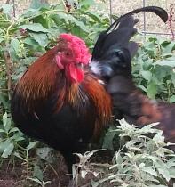 Coq Redcap